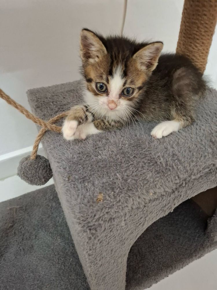 Две мъжки котета