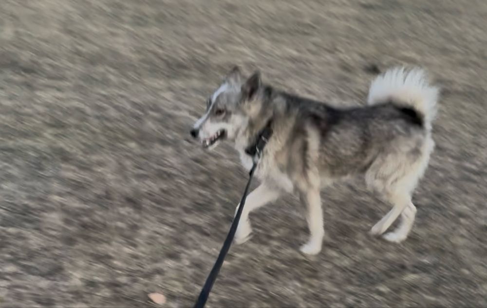 Продам лайку рабочий