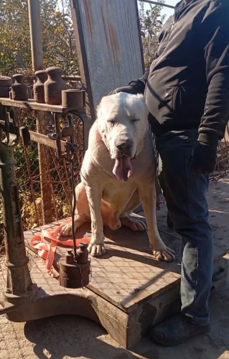 Вязка Алабай кабель