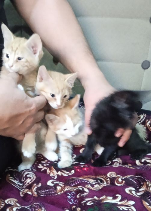 Продаются котята