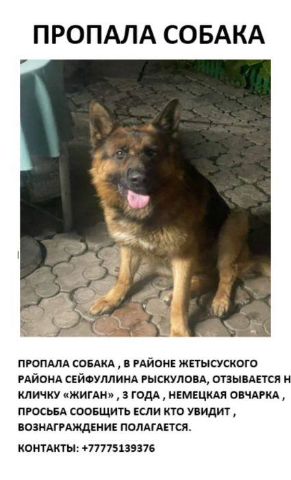 Потерялась собака , немецка овчарка