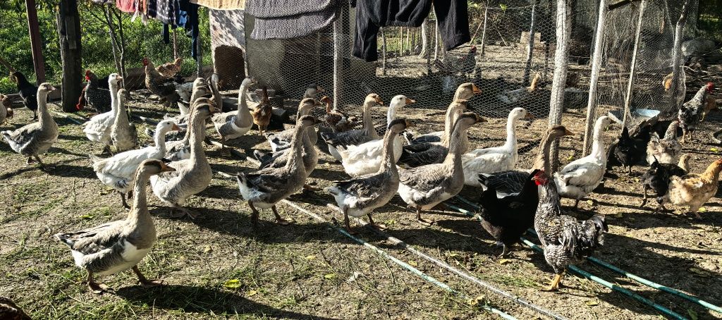 Galeți de 10 litri cu capac și giste de vinzare