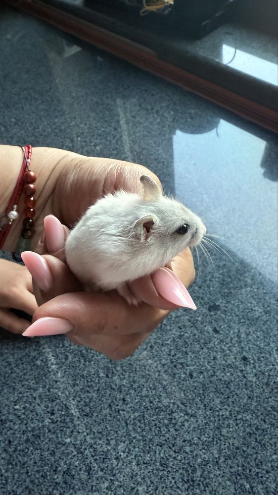 Donez pui hamster pitic siberian