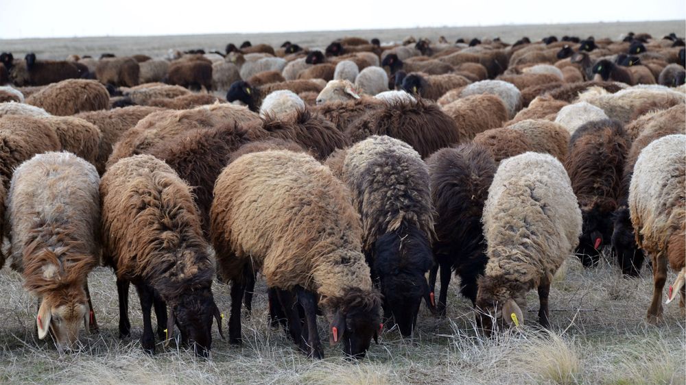 Қой сатылады 80 бас, Продаются овцы 80 голов