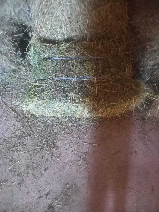 Люцерна и сено!!!