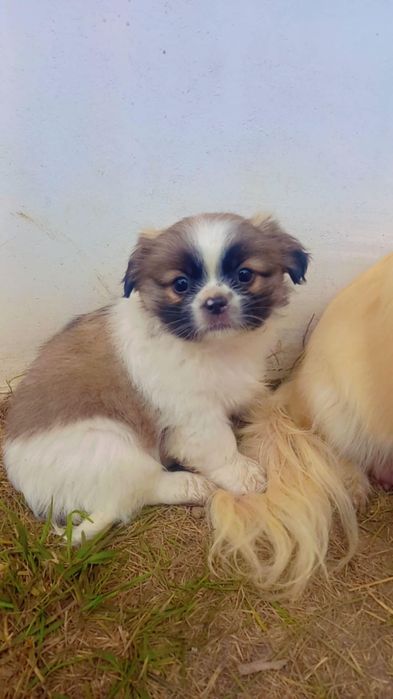 Малки чистокръвни пекинези