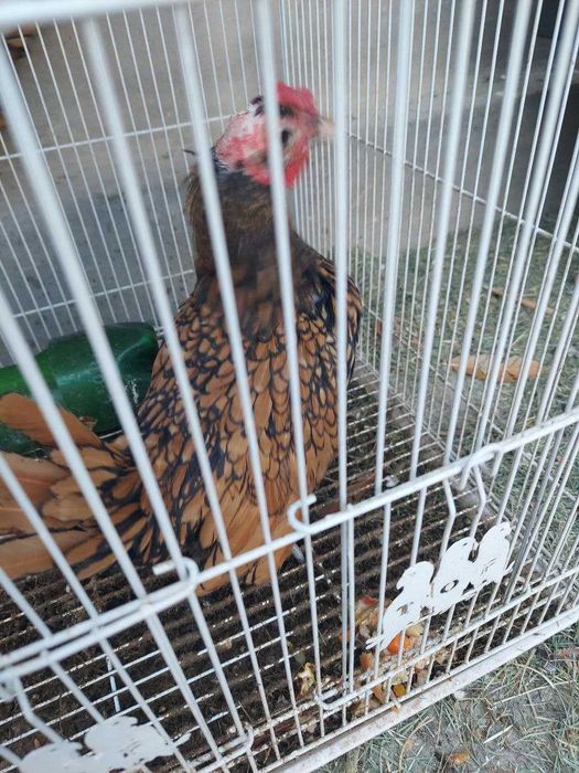 Zolotoy sibrayt jo'ja xo'rozchasi sotiladi