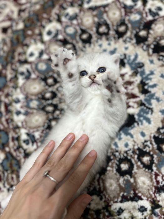 Shinshila britanskiy