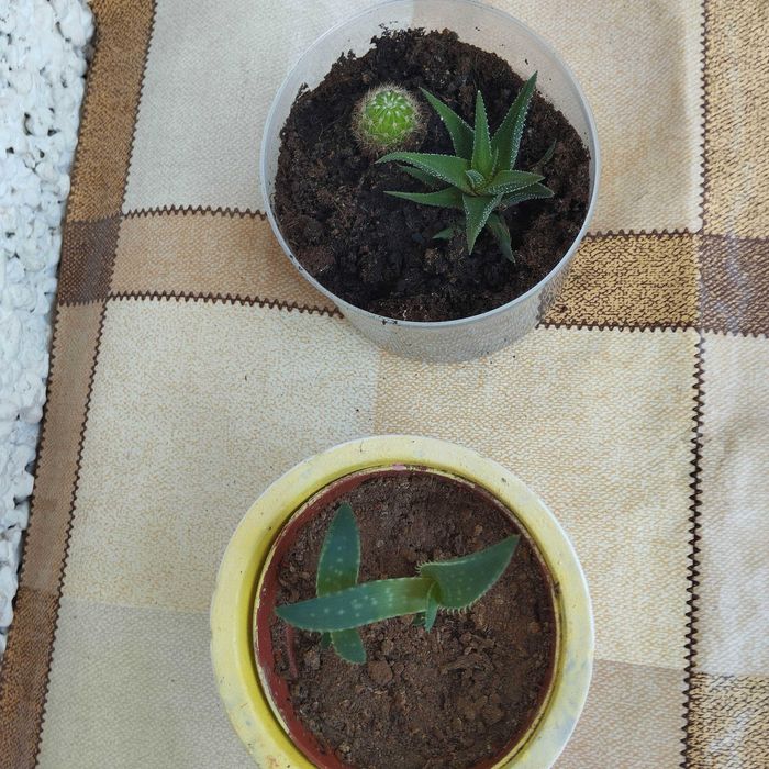 Декоративни кактуси