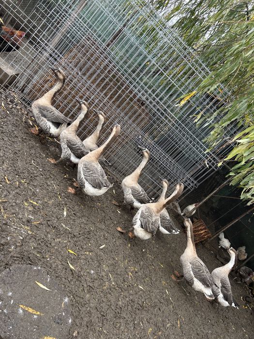 Gâscani de vânzare