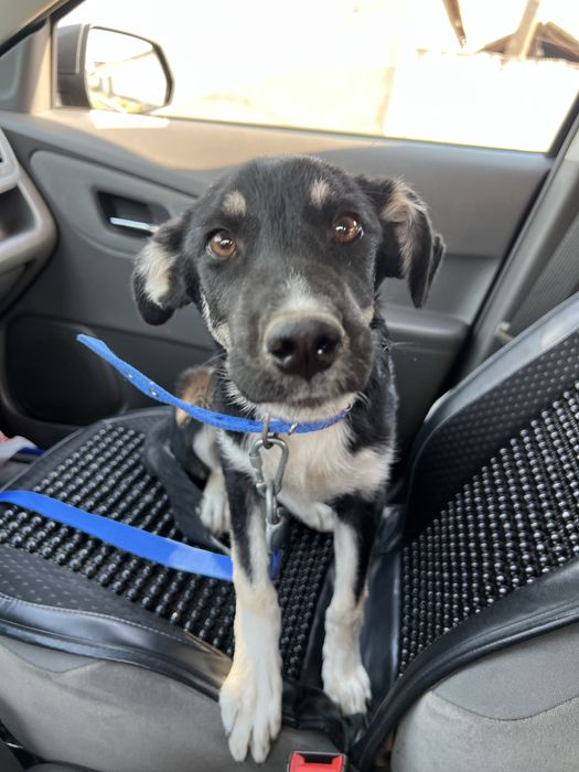 Щенок подросток отдаю в семью