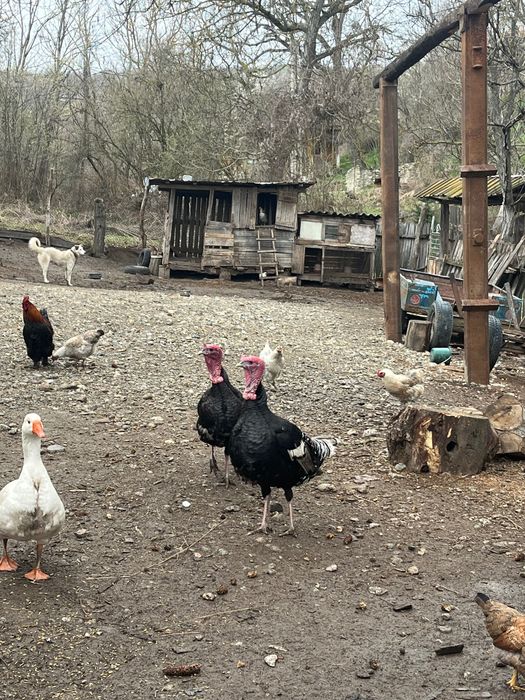 Vând 2 curcani românești