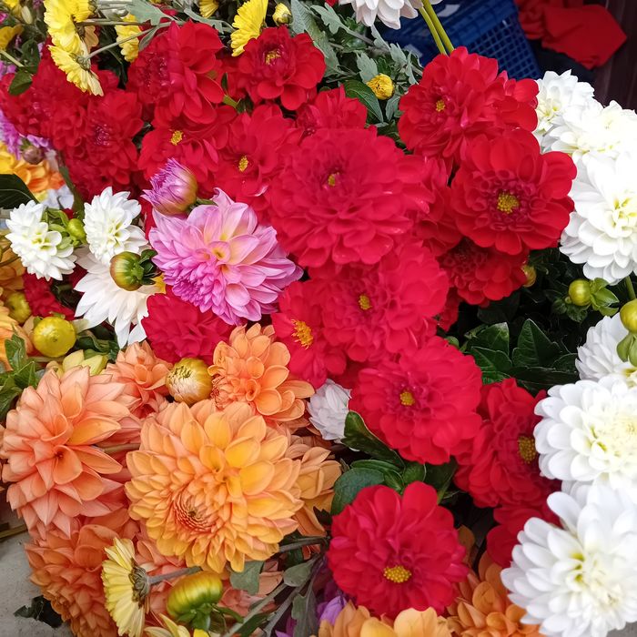 Bulbi de dalii culori garantate