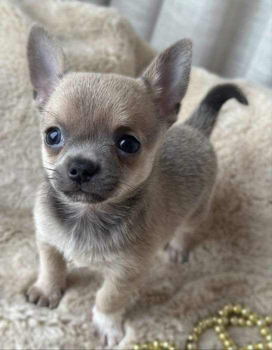 Продается Чихуахуа Мини