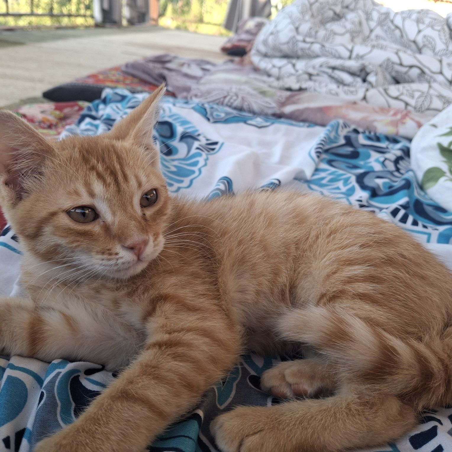 Обычный домашний котик