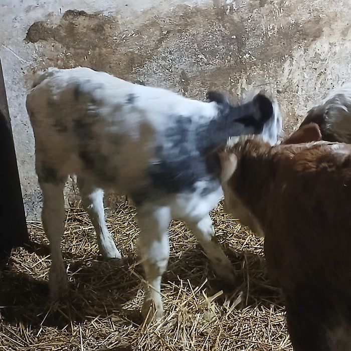 Vitei baltata si belgian