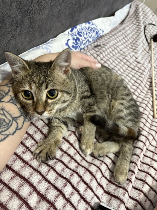 Отдам кошку в добрые руки