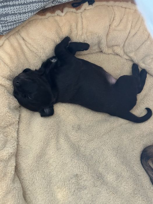 Отдам щенков в добрые руки