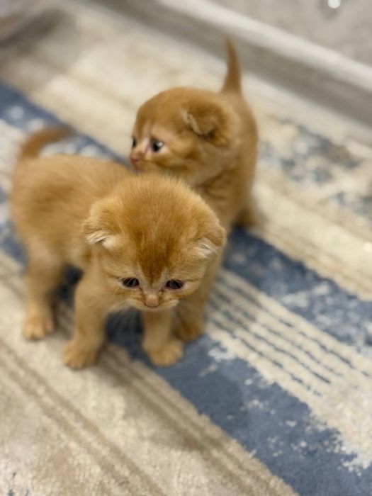 КОШКИ Котята скоттиш фолд