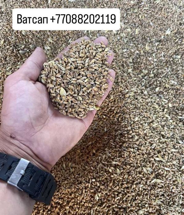 Ячмень зерно в мешках 30 кг