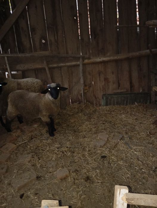 Vând berbecuț metis cap negru/sulfok
