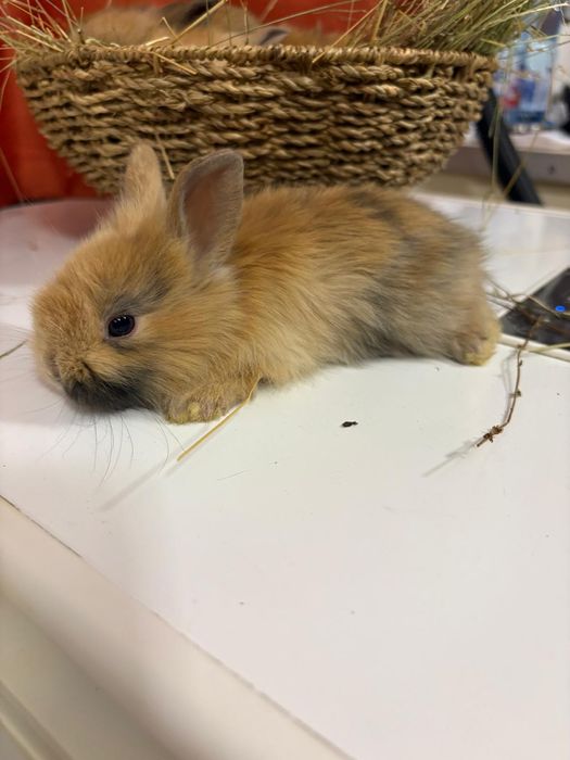 Iepuri cap de leu pitic colorați