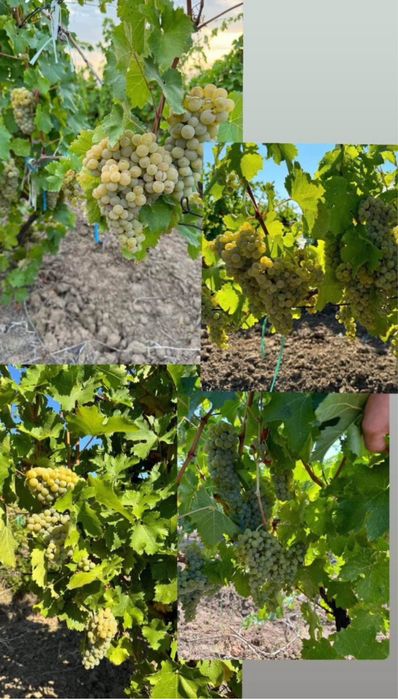 Vand struguri de vin 2025 toate soiurile