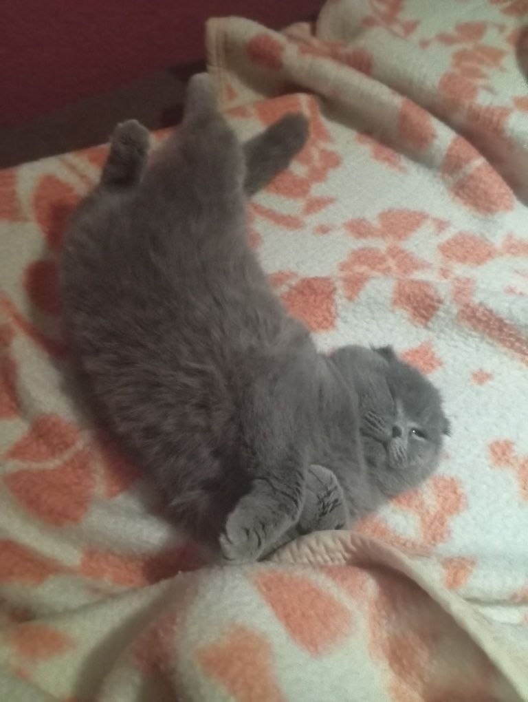 Шотландска клепоуха котка