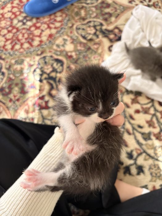 Продаются котята родились 2 недели назад