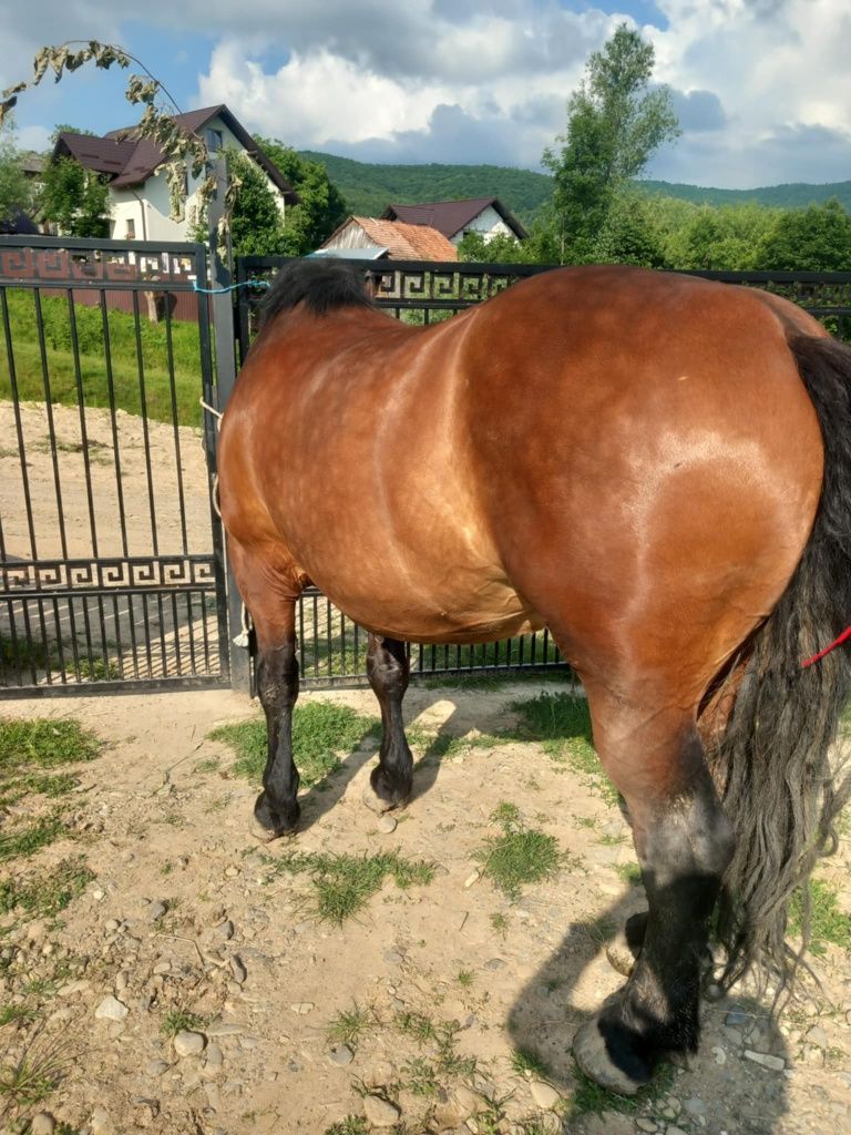 Vând iapă de 5 ani