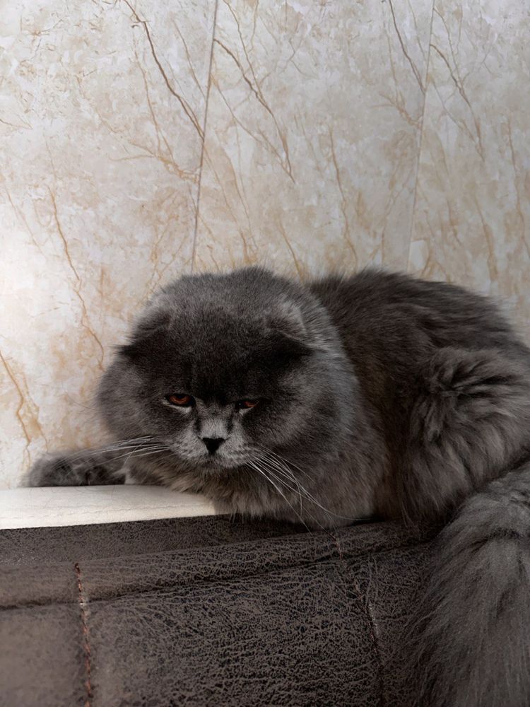 Вязка(кушиш учун) Вязка кот ждём прививитых прямоухих кошек