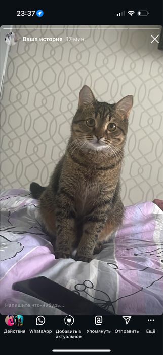 Ищет дом красивый кот Мурзик