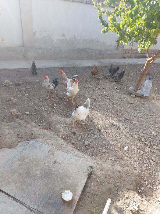 Хонадонда очирилган товук хурозла сотилади