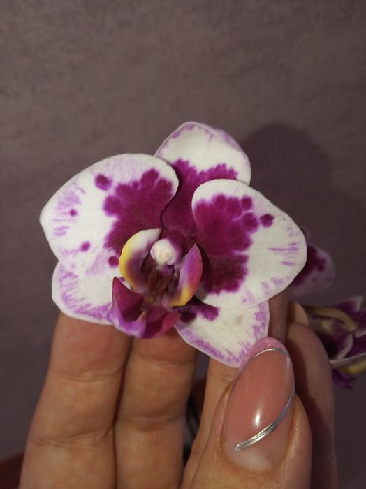 Продам домашние орхидеи