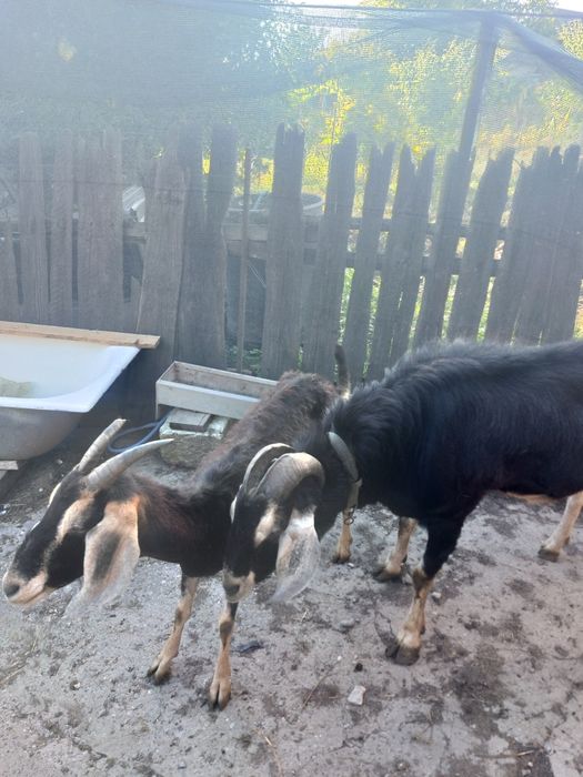 Vind capre și țap angocolumbian