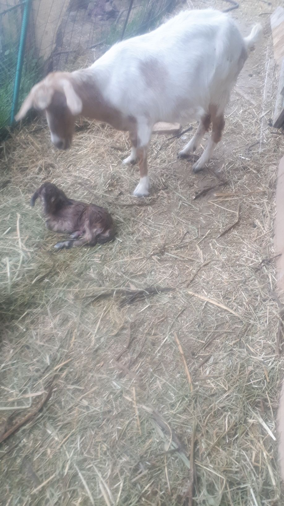 Продам Альпийскую дойную козу  с Козленком.