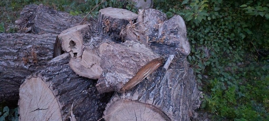 Улкен қара  дөңке ағаштар бар .Тегін беремін