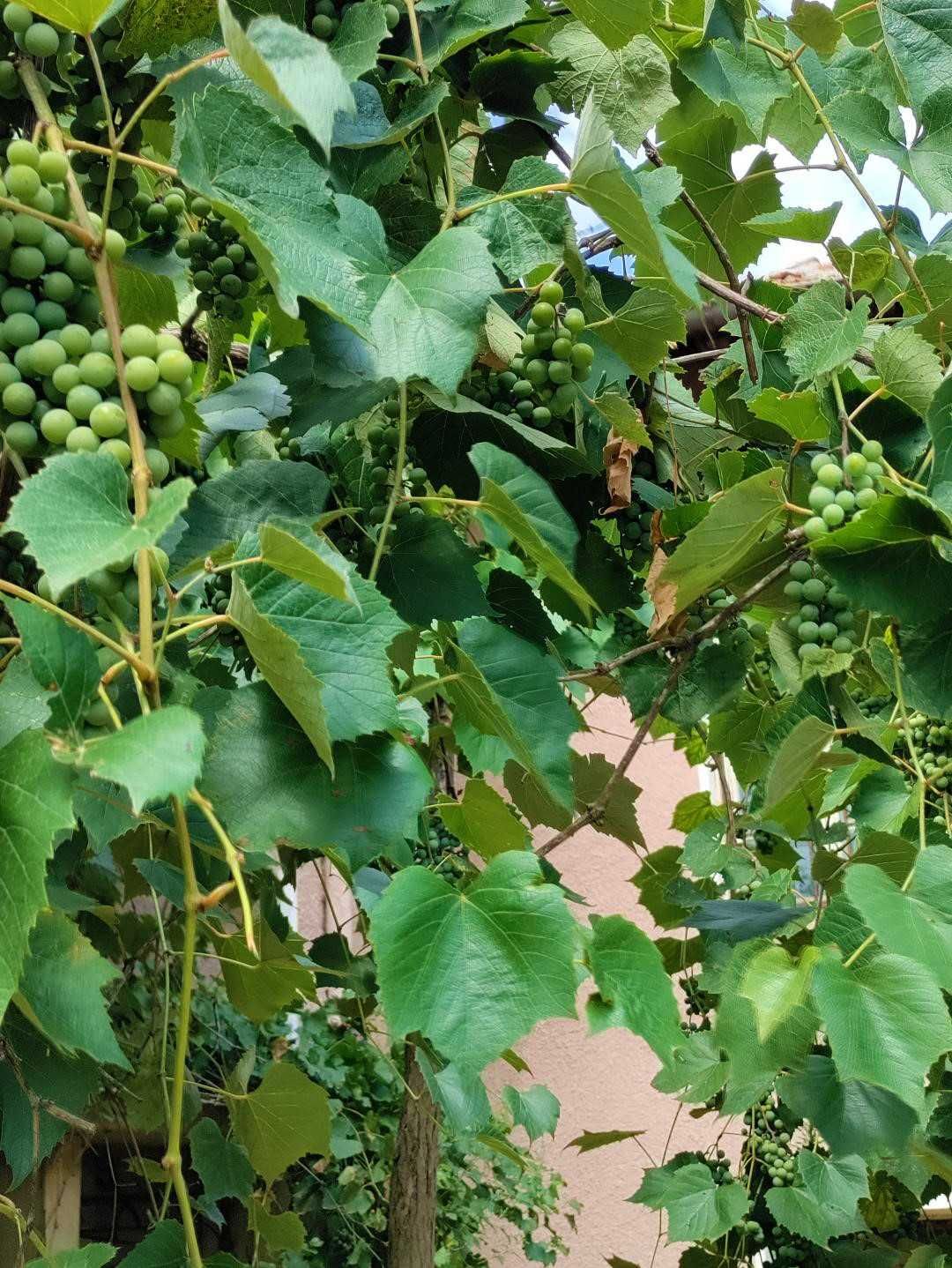 Продавам селска къща с голям двор и градина в с. Радовене/Роман