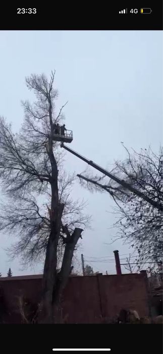 обрезка спиль деревьев профессионально и безопасно