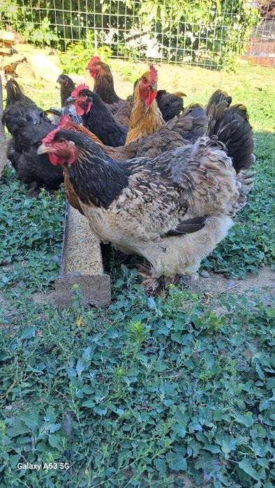 Metis cochinchin urias cu brahma