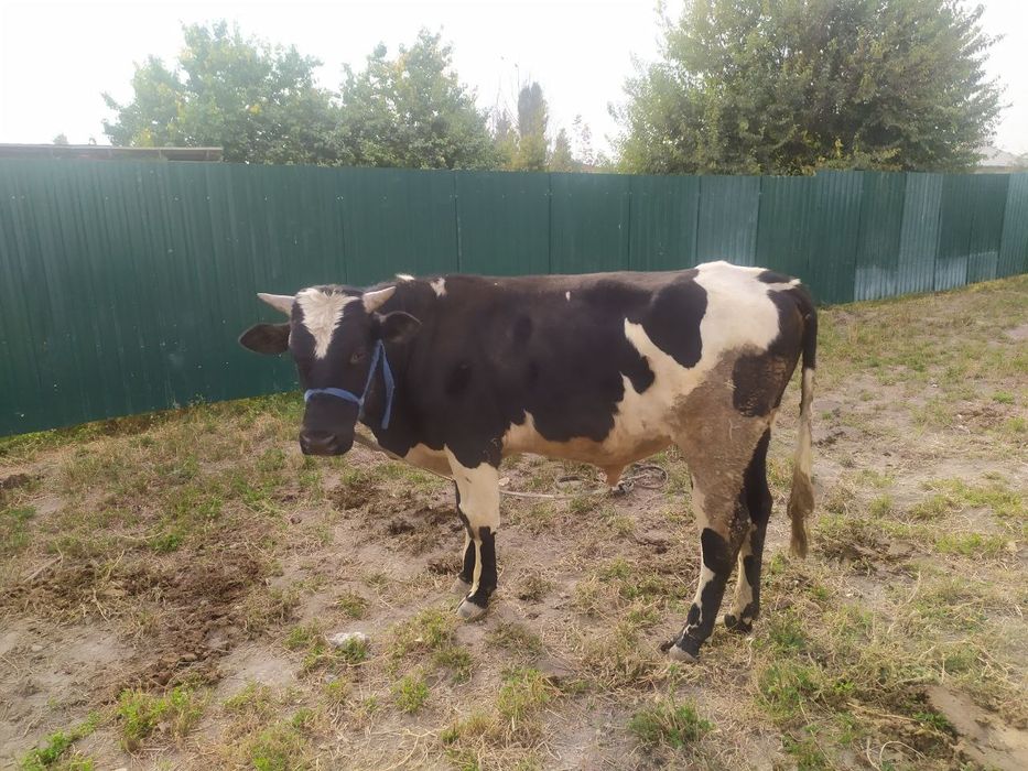 Букала сотилади срочно