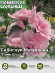 Глициния,гибискус древовидный древовидные пионы,рододендроны,клематисы