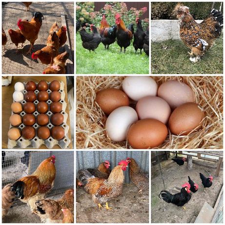 Оплодени яйца: Брама, Нюхемпшир, Билефелд, Легхорн, Маран, Струмска