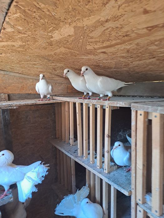 Porumbei voiajori albi