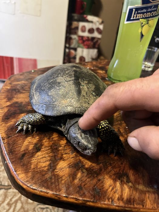 Broasca țestoasă de casa