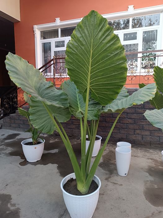 Уй ва ишхона учун табиий гуллар