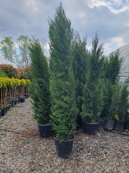 Leylandii – Creștere rapidă și rezistență, Gard viu Leylandri