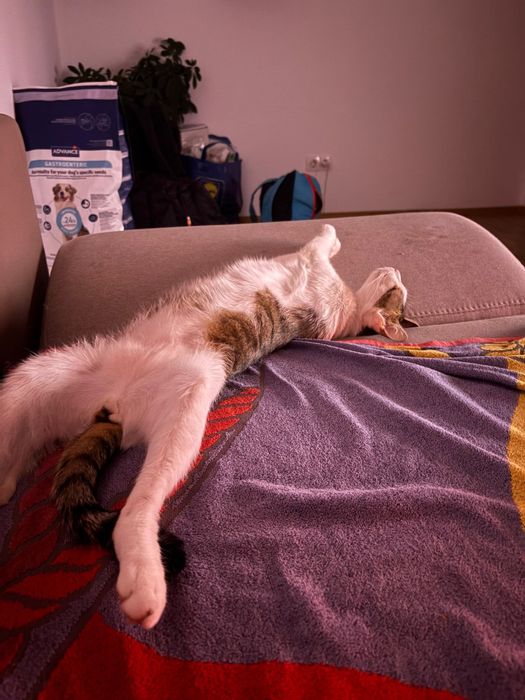 Plimb/cazez câini/pisici