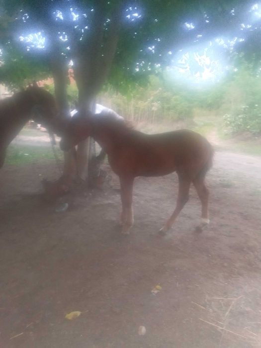 Конче 6 месечно добре поддържано