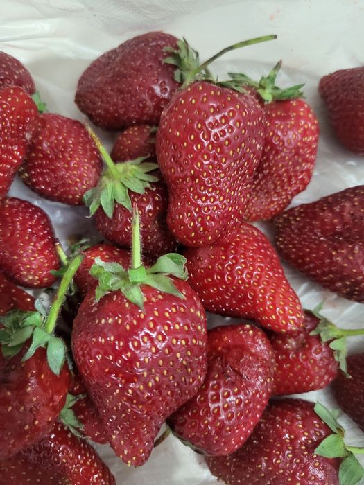 Продам кустики клубники